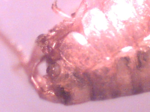 Piccoli crostacei raccolti dal Po vicino a Settimo Torinese